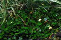 CEREIS hydroleis. Nymphoïdes. Butomaceae. 0.1m